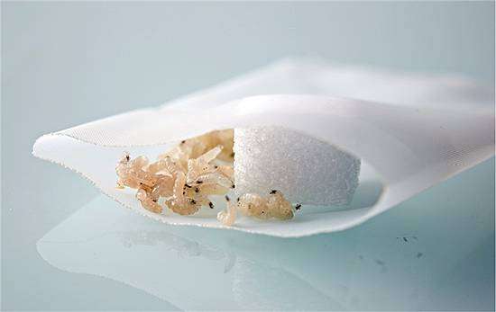 Biochirurgisches Debridement – Maden gegen abgestorbene Haut Maden